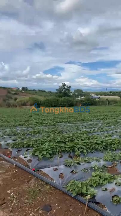 Bán Gấp Đất Vàng Lâm Hà, Lâm Đồng - 252m² Thổ Cư, Giá Sốc 600 Triệu