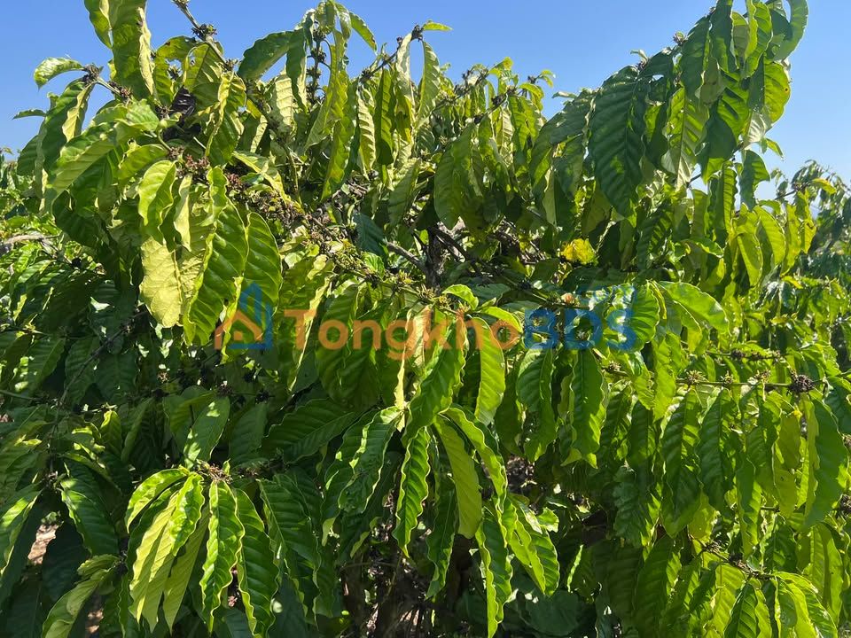 Đất vườn Cà Phê Đan Phượng 2000m² 1.55 tỷ - Sổ đỏ