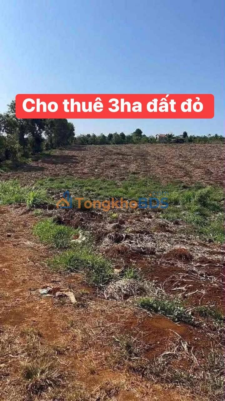 Đất thuê Ea Tóh Krông Năng 3 ha 108 triệu - Đường ô tô