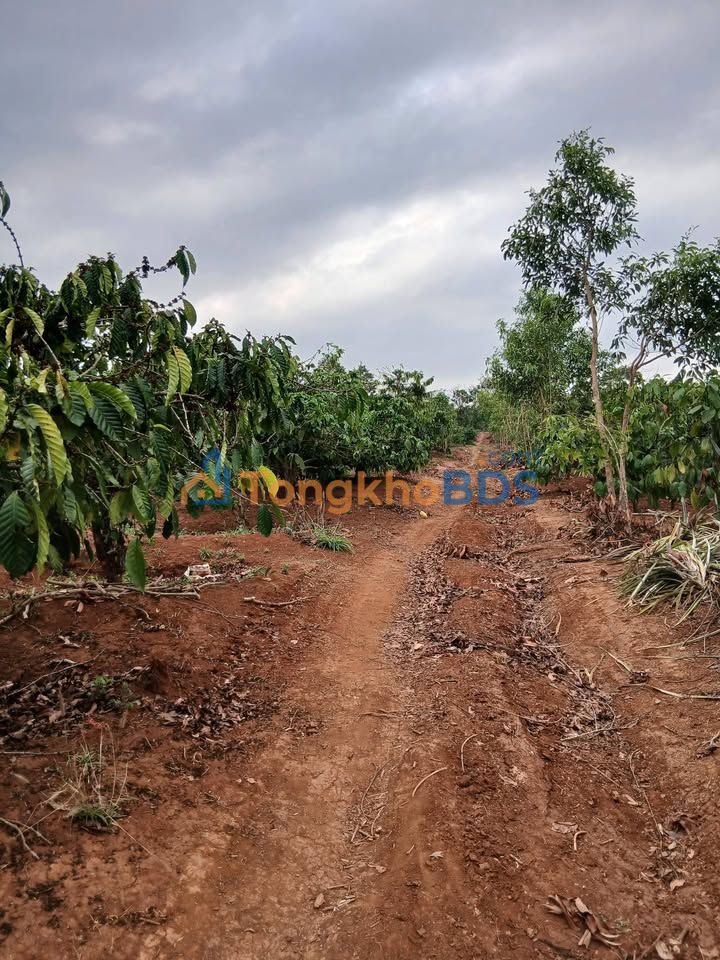 Farm Ia Dêr 2.088m² giá 1.4 tỷ - Đầu tư dài hạn