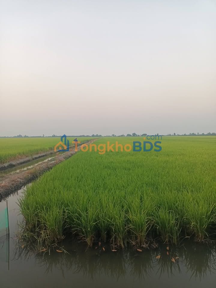 Đất vườn Nhơn Hoa Lập 18.000m² 6.5 tỷ - Đầu tư dài hạn