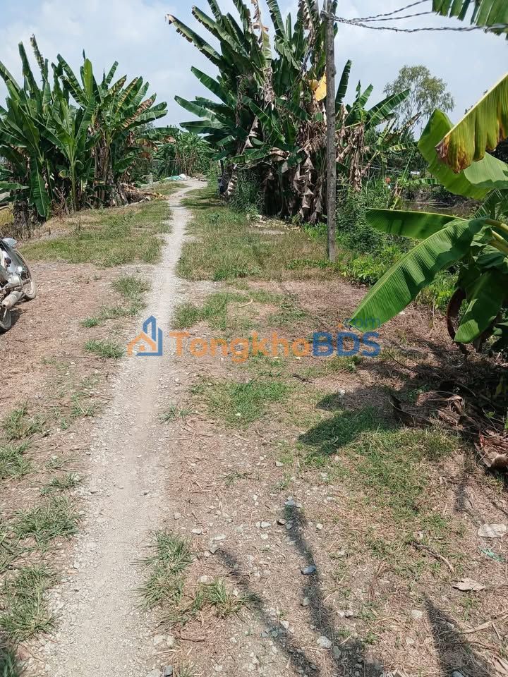 Đất vườn Phú Đức Tam Nông 5.000m² 1,15 tỷ - Sinh thái xanh