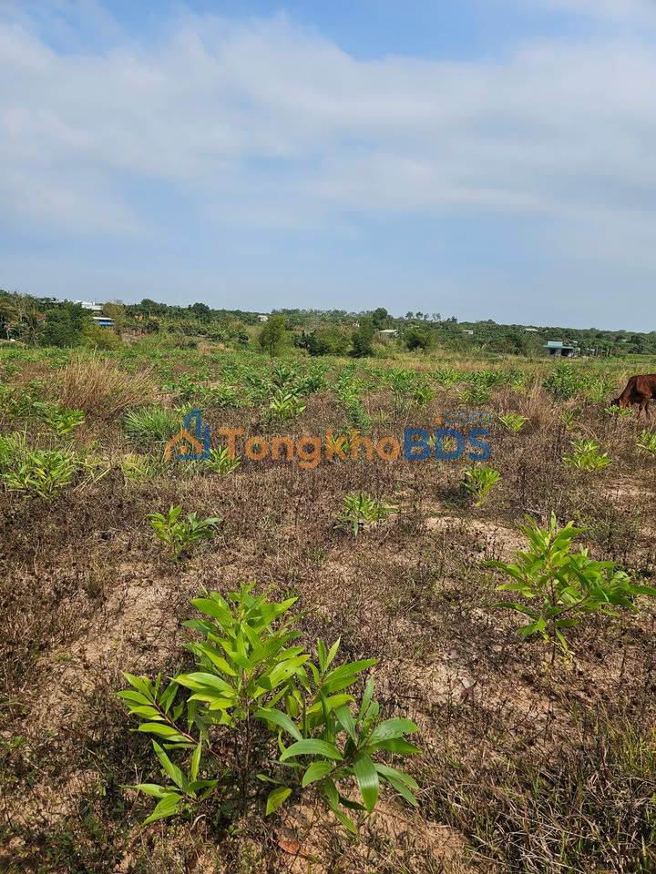 Đất nền Ea Kar Esinh 1 1.572m² 1.4 tỷ - Đường to ô tô