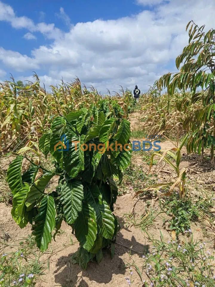 Đất vườn Xuân Phú Ea Kar 2160m² 750tr - Sinh thái xanh