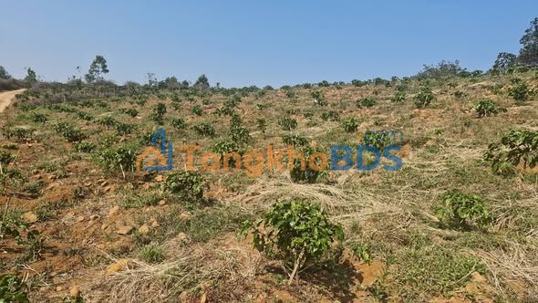 Đất nền Lộc Bắc Bảo Lâm 11.000m² 2,6 tỷ - Sổ đỏ chính chủ