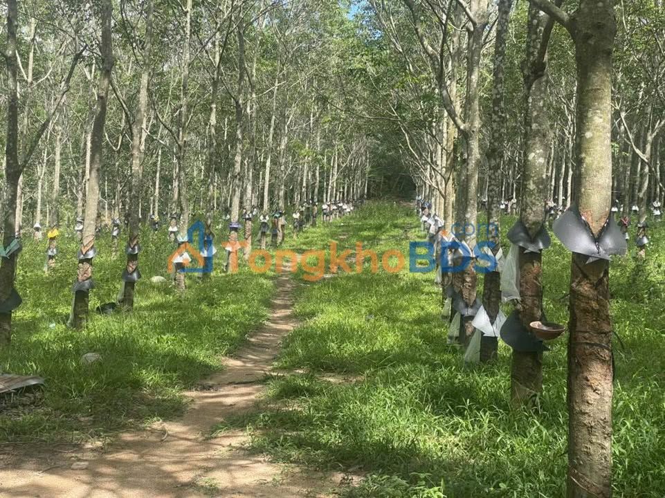 Đất vườn Đắk Glei 50,000m² giá thỏa thuận - Sinh thái xanh