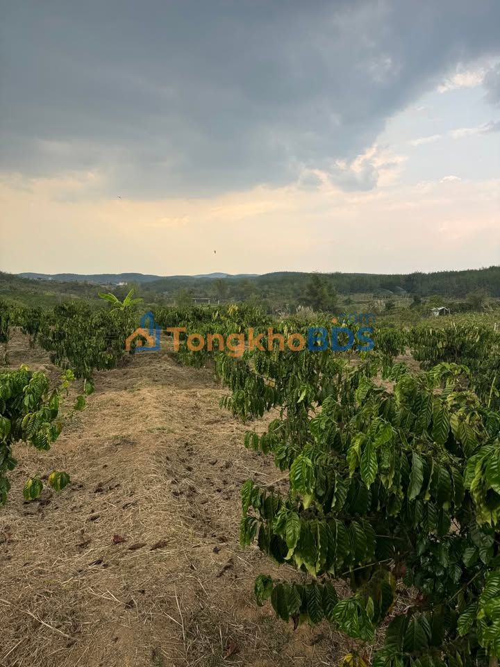 Đất vườn Duy Tân Kon Tum 1,7ha 2 tỷ - Nghỉ dưỡng lý tưởng