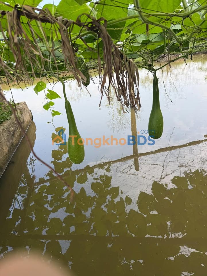 Đất nền TL6 Can Lộc 200m² 2 tỷ - Đường to ô tô