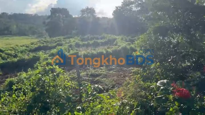 Đất vườn Tân Thành Buôn Ma Thuột 1,085 tỷ - An yên tĩnh