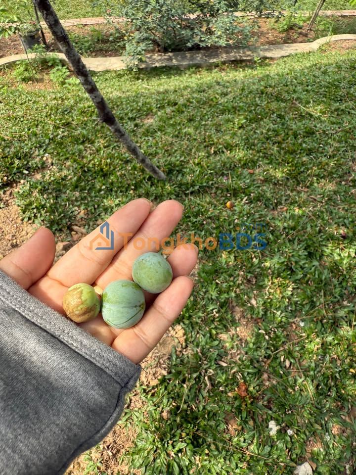 Đất nền Thôn Đình Hạ Long 130m² 700 triệu - Tiềm năng tăng giá