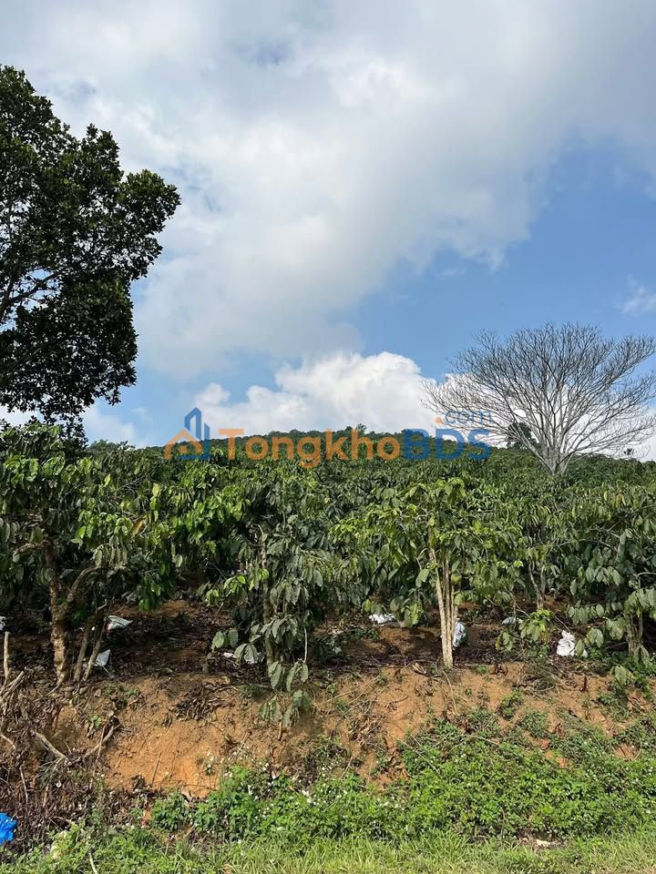 Đất vườn Đạ Nhim 11.000m² giá 2.5 tỷ - Sinh thái xanh