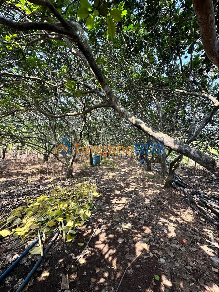 Đất nền Trảng Bom 1.000m² 400-499 triệu - Sổ đỏ chính chủ