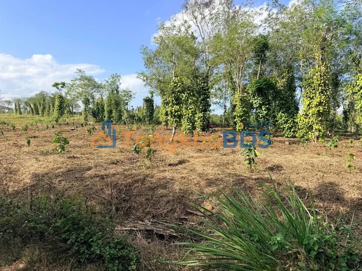 Đất vườn Ea Drông 1.800m² giá 1.1 tỷ - Sổ đỏ chính chủ