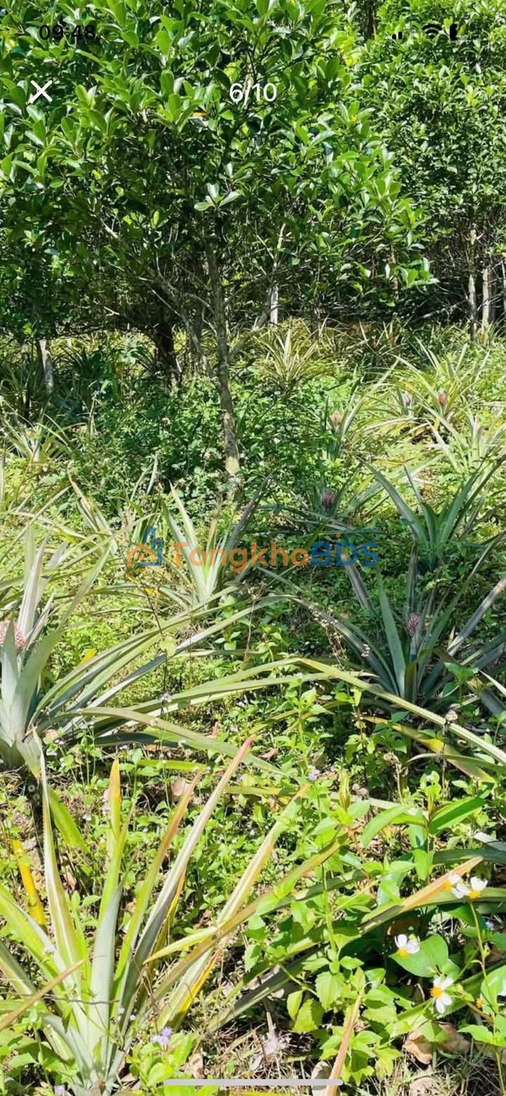 Đất vườn Hòa Khánh Nam 2560m2 1,15 tỷ - Sinh thái xanh