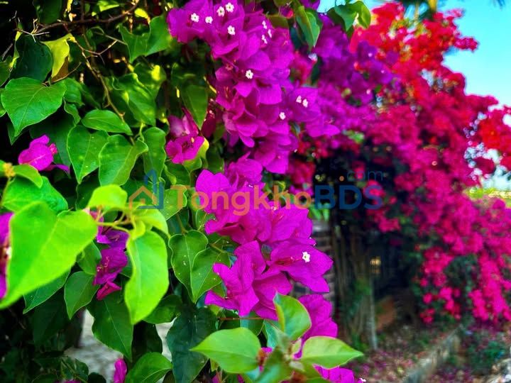 Đất nền xã Ea Drăng, Buôn Hồ 288m² giá 800 triệu - Sổ đỏ rõ ràng, ô tô vào tận lô