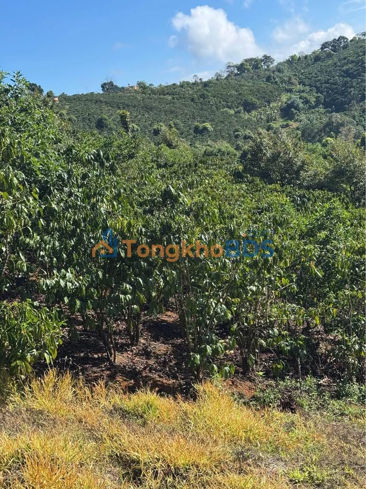 Đất vườn Tân Lâm Thôn 6 3.240m² 3,3 tỷ - Sinh thái xanh