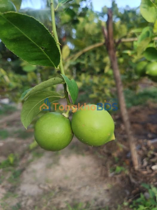 Đất nền Cam Phước Đông 300m² 1.3 tỷ - Sổ đỏ chính chủ