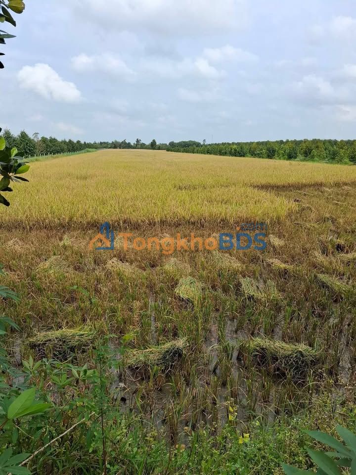 Đất ruộng An Khánh 29 công 145 triệu/năm - Pháp lý rõ ràng