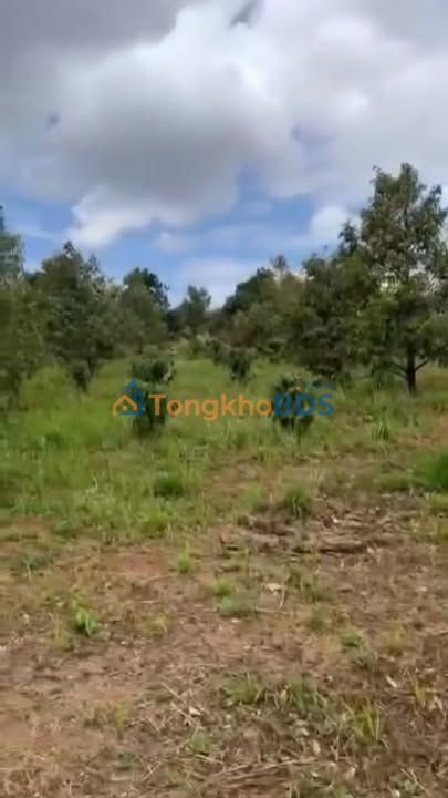 Bán Gấp Farm 10.000m² Đắk Nông - 160 Cây Sầu Riêng VIP, 2 Mặt Đường