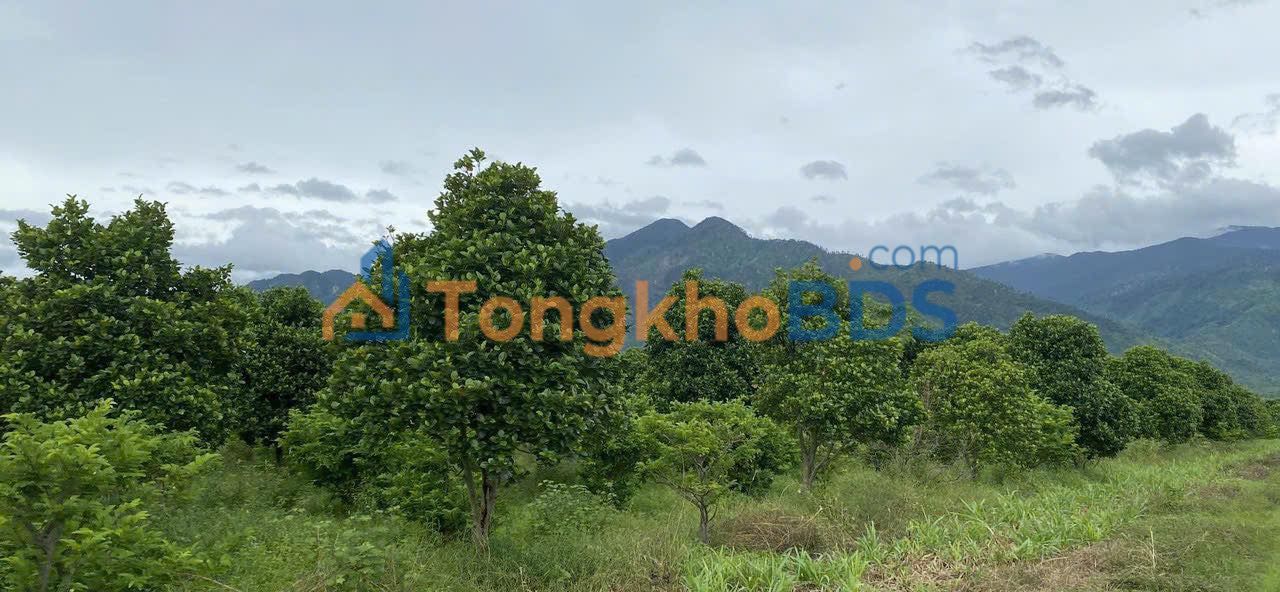 Đất vườn Ninh Hòa 3.671m² 6xx triệu - Sổ đỏ chính chủ