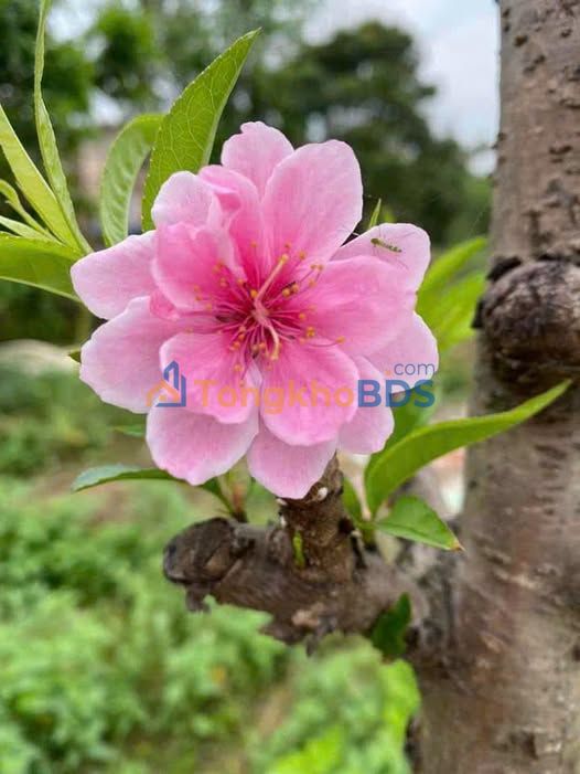 Nhà riêng Khu Đông Nam Cường Nam Sách 10tr - Oto vào tận nhà