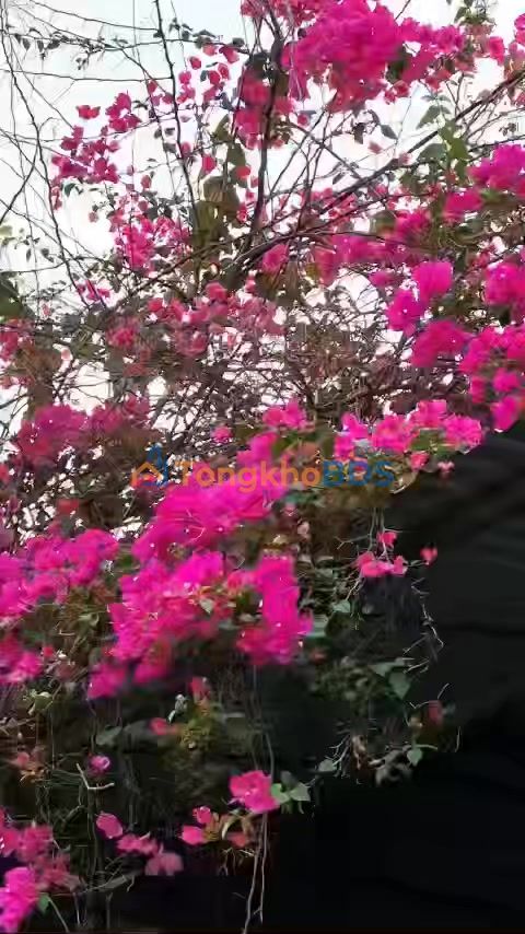 Nhà 2PN Phường An Hội, Bến Tre - 1.15 Tỷ, Sổ Hồng Thổ Cư