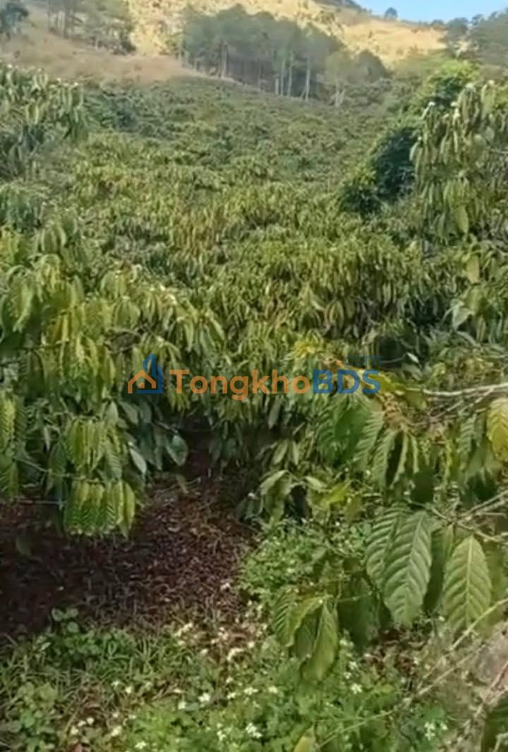 Đất Nền Lâm Hà 12.500m² - Sổ Đỏ Chính Chủ, Giá 1.6 Tỷ Hòn Bồ