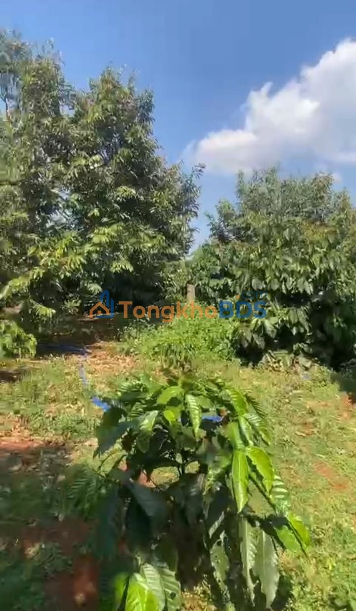 Đất vườn Dlie Ya 1,6ha 8,899 tỷ - Nghỉ dưỡng lý tưởng