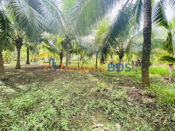 Đất nền Phú Tân Bến Tre 1050m² 999 triệu - Đường to ô tô