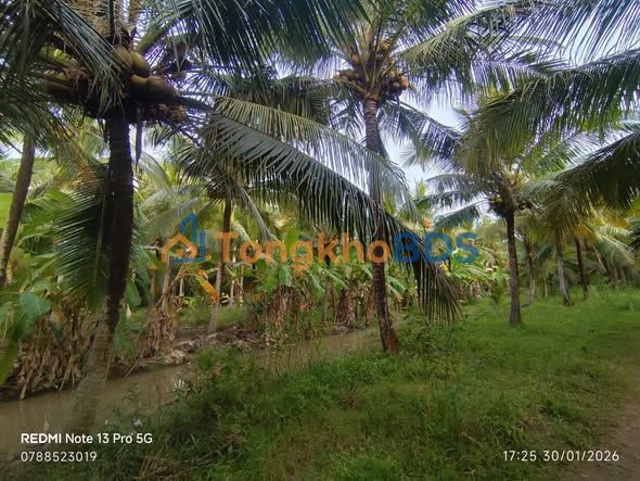 Bán Đất Vườn Dừa 1500m² Bến Tre - Sẵn Sàng Đầu Tư