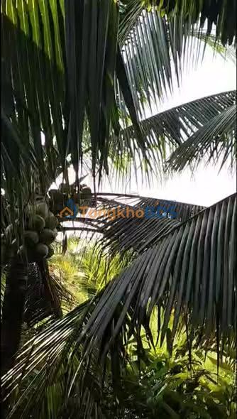 Đất vườn Châu Bình Giồng Trôm 2.000m² 700 triệu - Sinh thái xanh