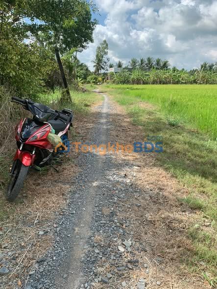 Đất ruộng Mỹ Hòa, Ba Tri 7200m² - Giá đầu tư 360 triệu