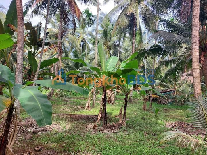 Bán Đất Vườn Dừa Bến Tre 2500m² - Sổ Đỏ Rõ Ràng