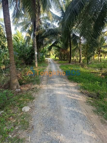 Đất vườn Dừa Châu Bình 2.059m² 679.47 triệu - Đường to ô tô