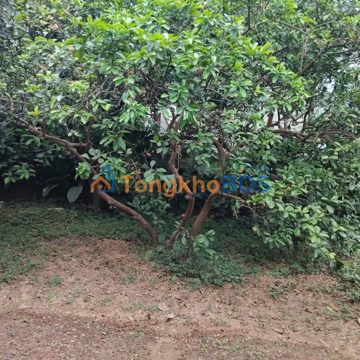 Đất nền Đại Mỗ Nam Từ Liêm 153m² 14.535 tỷ - Sổ đỏ chính chủ