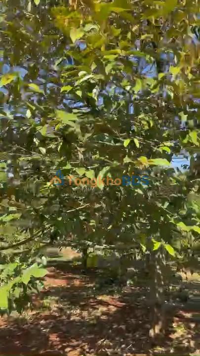 Đất Vườn Sầu Riêng Đắk Lắk 3.5 Sào - Thu Nhập Ổn Định