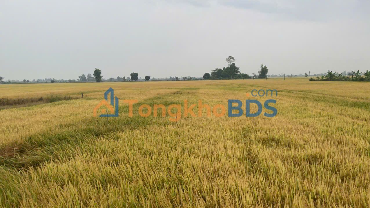 Đất nền Vĩnh Thạnh Cần Thơ 2.296m² giá 299 triệu - Sổ đỏ chính chủ