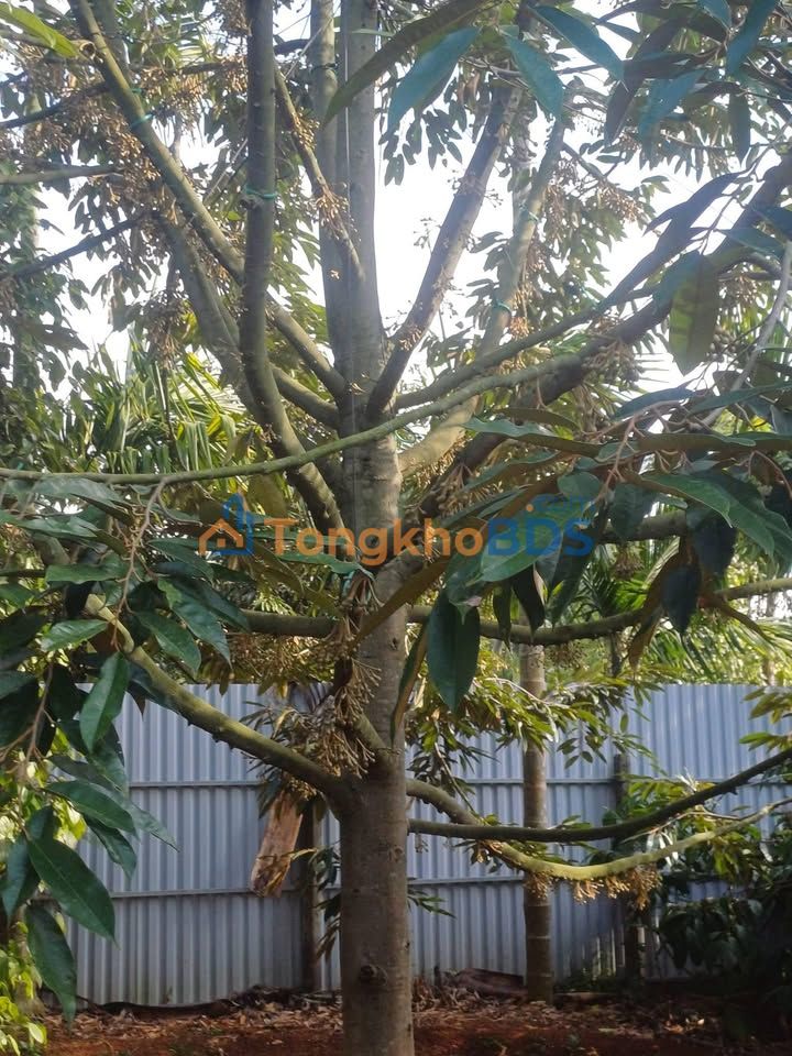 Đất nền Hòa Thuận Tân An 1440m² 4.8 tỷ - Sổ đỏ chính chủ