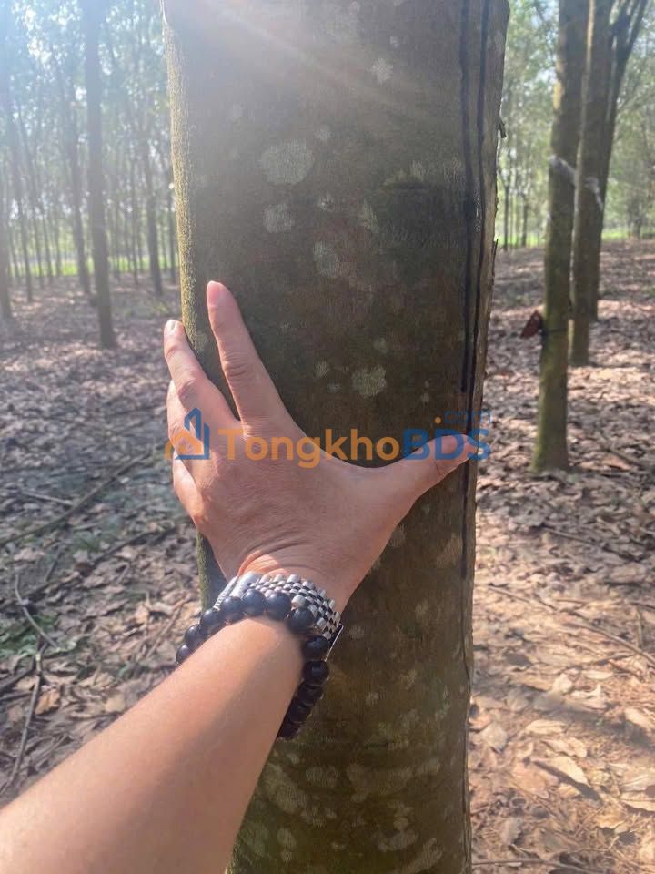 Đất vườn Định Thành 1.3 mẫu giá thỏa thuận - Đầu tư dài hạn