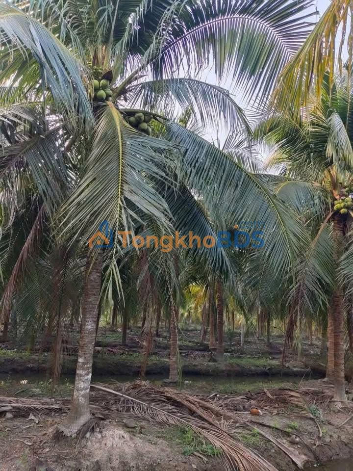 Đất nền Phú Khương 1.000m² 1,35 tỷ - Pháp lý rõ ràng