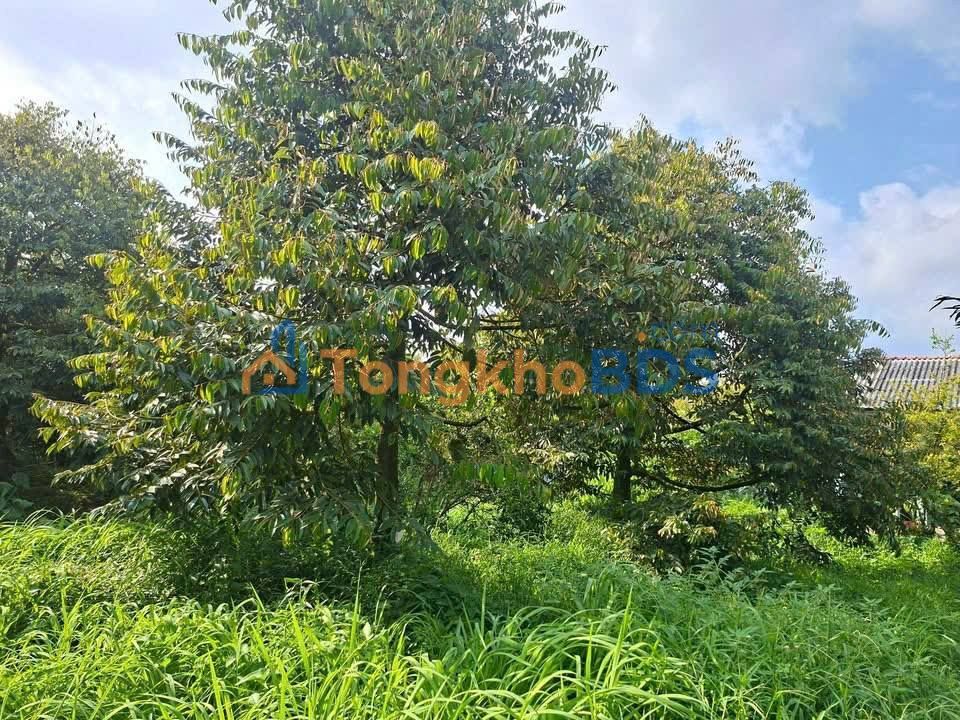 Đất vườn Vĩnh Bình 1.500m² 1,05 tỷ - Sinh thái xanh