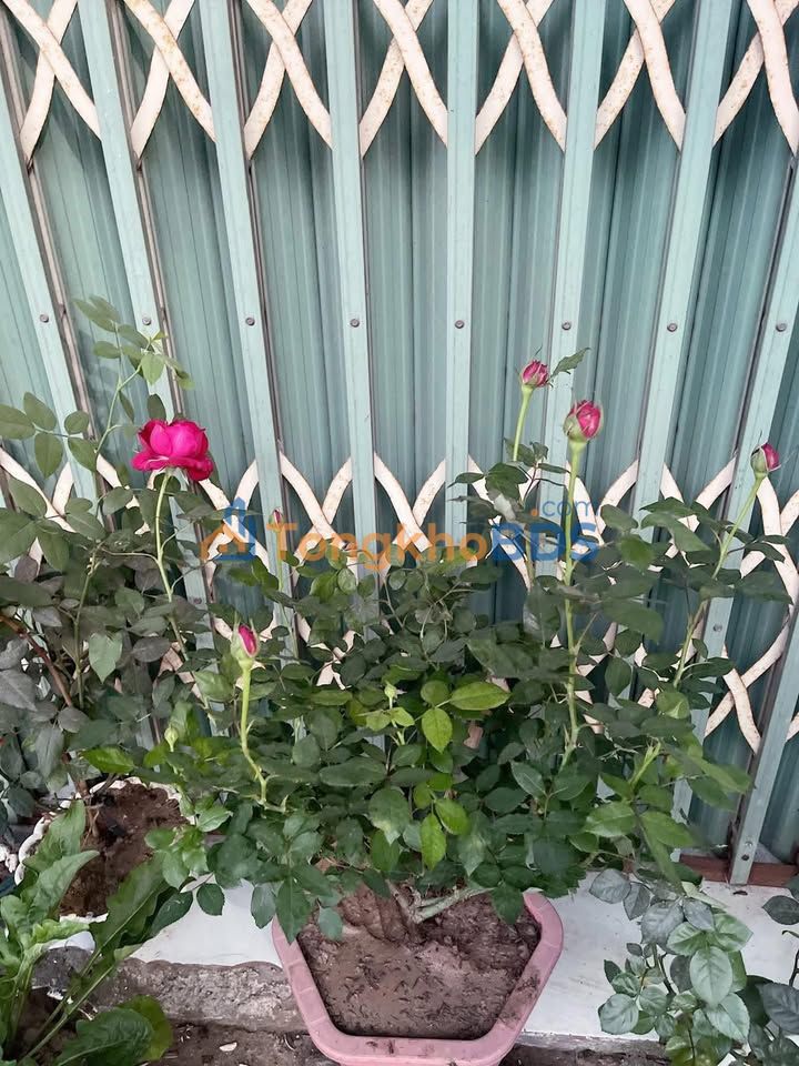 Nhà Phường Phước Tân Biên Hòa 140m² giá 2.35 tỷ - Chính chủ bán