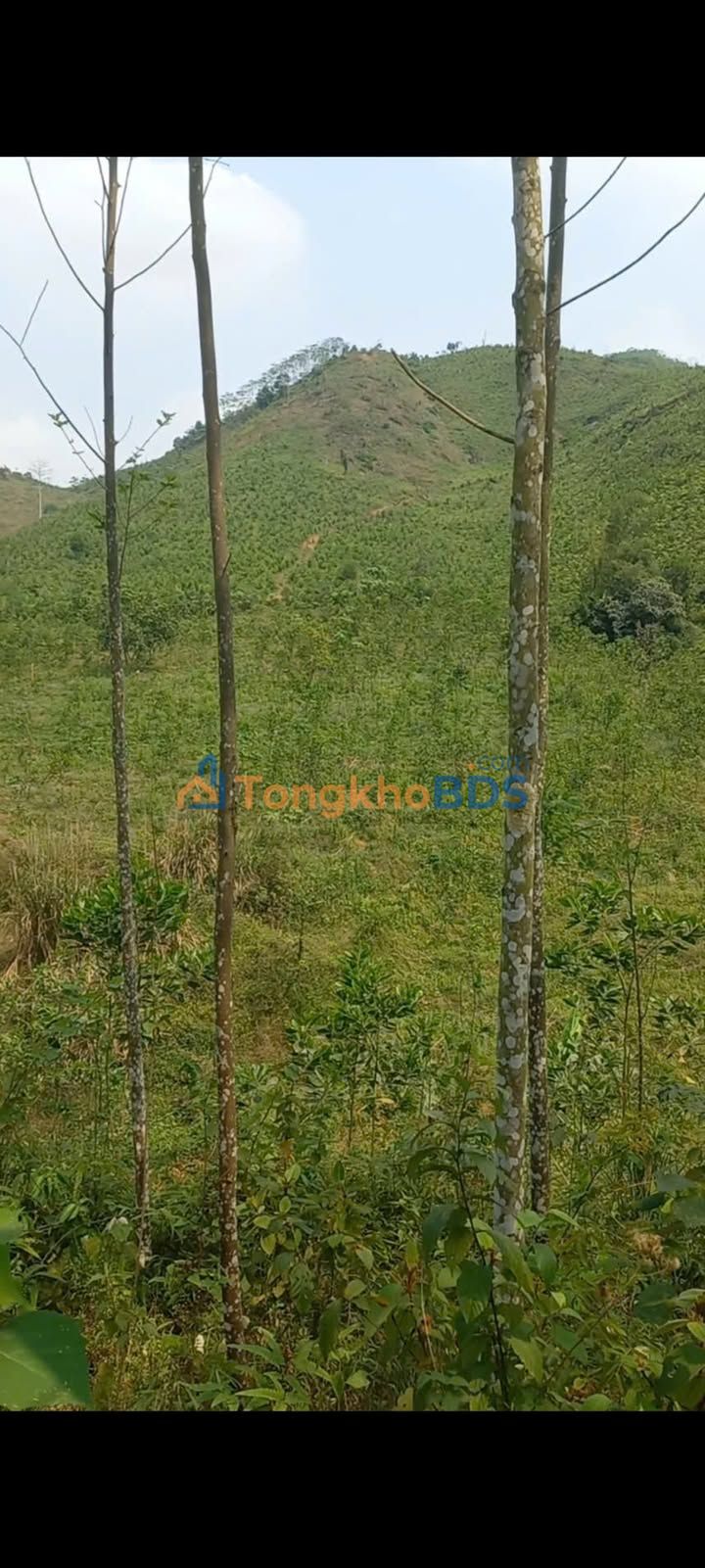 Farm Tân Sơn Phú Thọ 7ha thỏa thuận - Sổ đỏ chính chủ