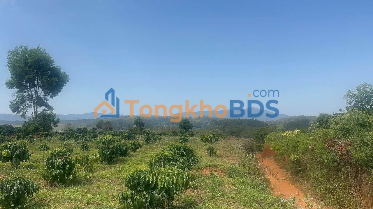 Đất thổ cư 4.2 sào tại Bảo Lâm, Lâm Đồng - Cơ hội đầu tư vàng