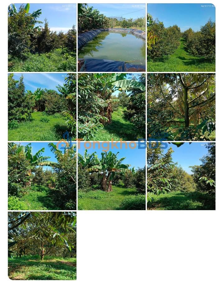 Bán Gấp Vườn Sầu Riêng 5000m² - Lộc Nam, Bảo Lâm - Giá 2.8 Tỷ