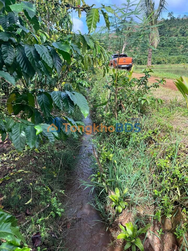 Đất vườn Bảo Lộc Lộc Tân 2412m² 5,36 tỷ - Nghỉ dưỡng lý tưởng