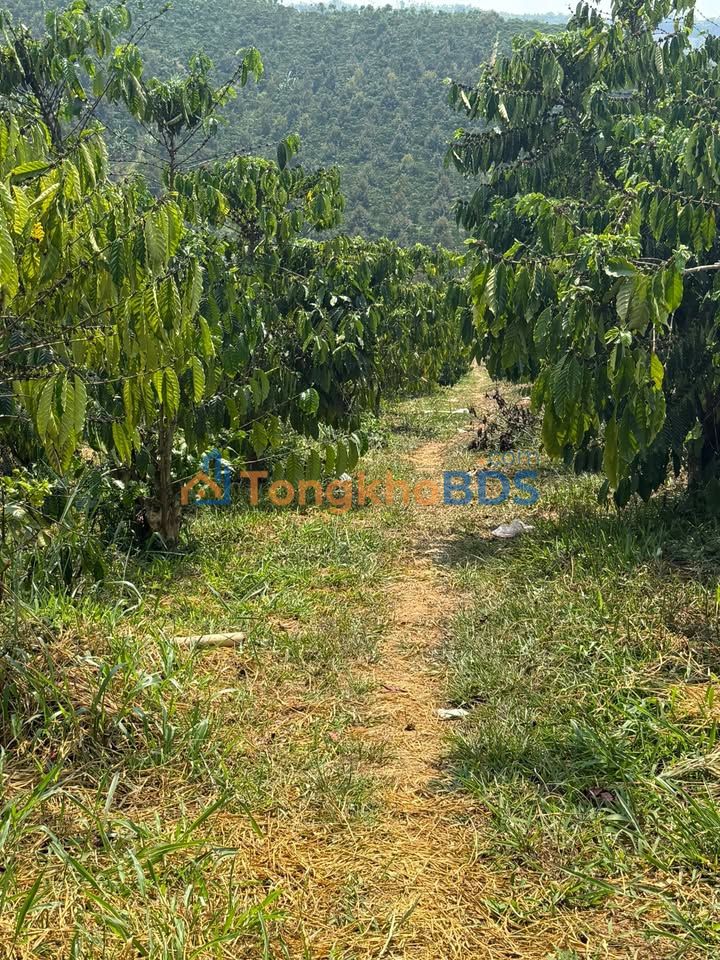 Đất nền Lộc Nam Bảo Lâm 2.18ha 5.5 tỷ – Tiềm năng tăng giá