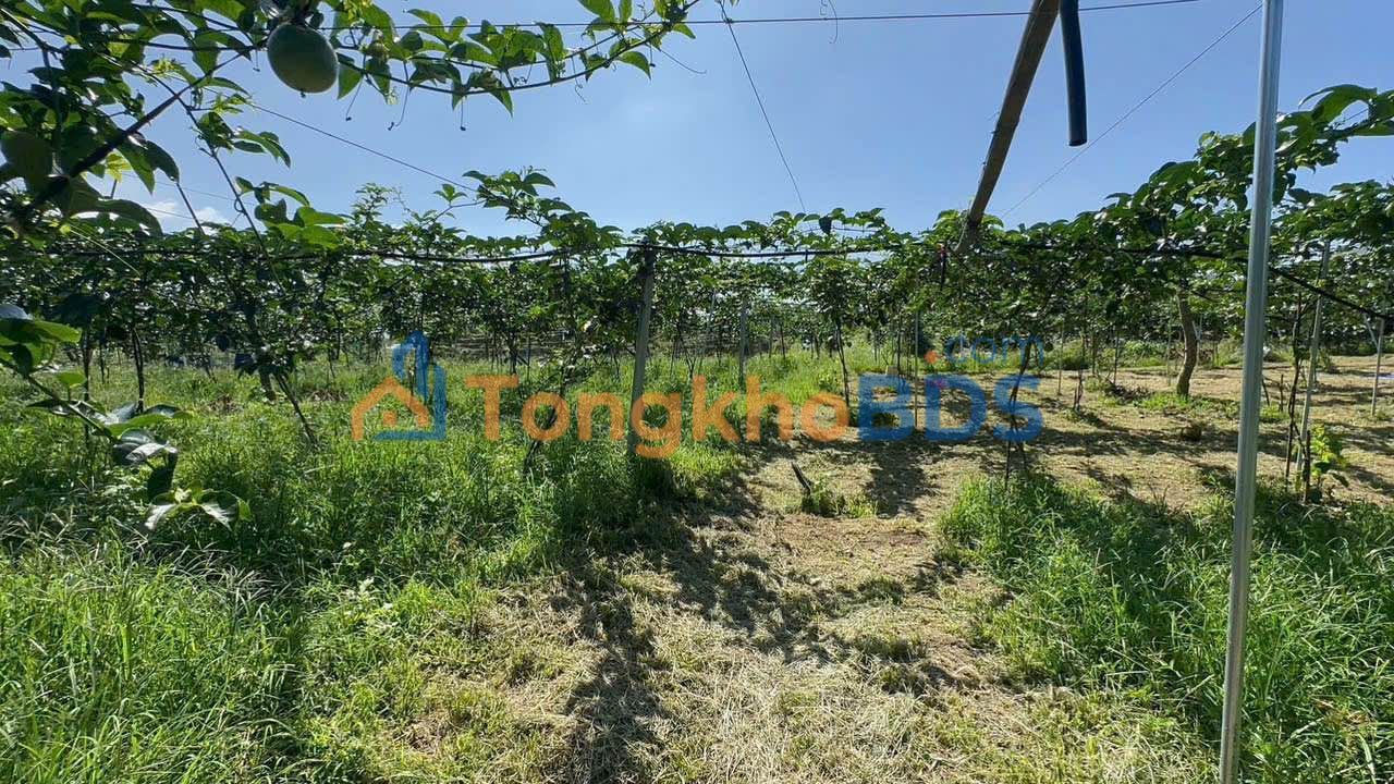 Đất nền Bảo Lâm 3 2642m² 2.4 tỷ sẵn thổ cư - Đường to ô tô