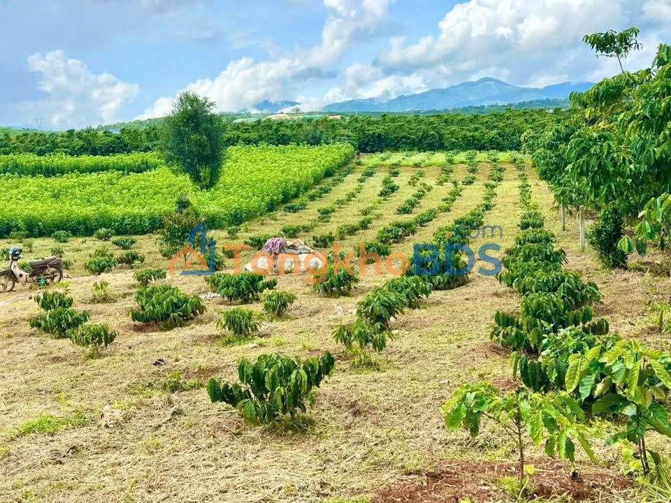 Đất nền Bảo Lộc 756m2 giá 1.62 tỷ - Đường to ô tô