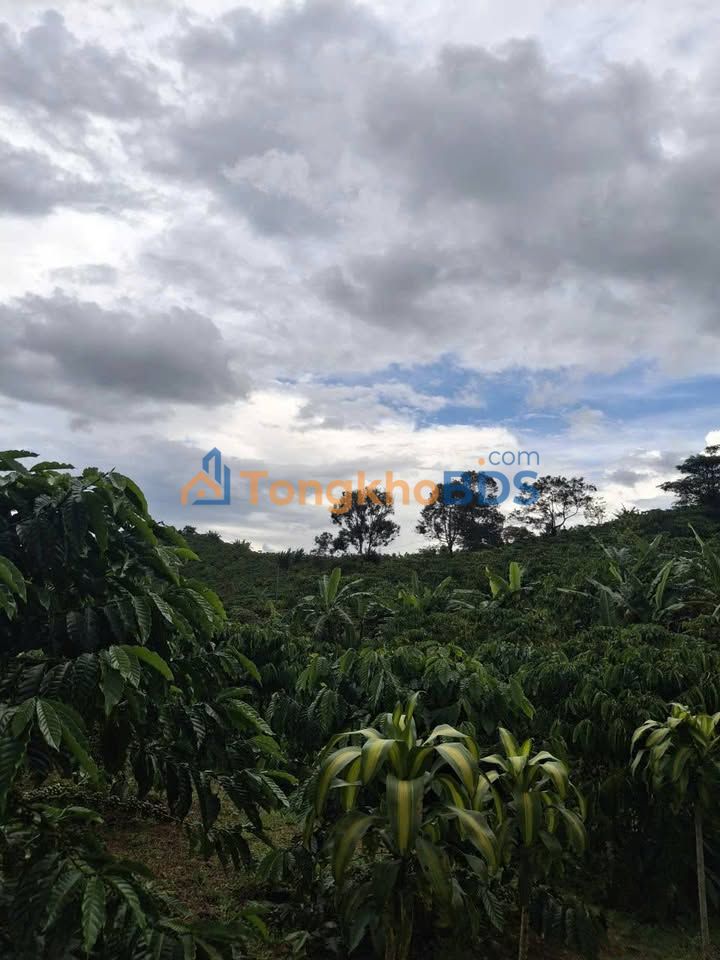 Đất vườn Lộc Châu 14000m² 19,055 tỷ - Sinh thái xanh